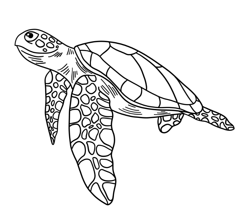 海龟出壳简笔画图片
